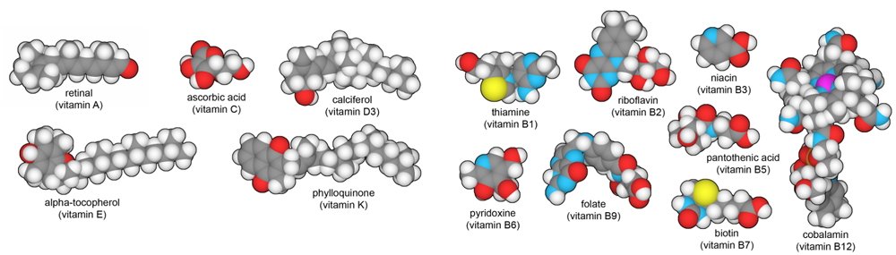 Thirteen vitamins essential to the human diet. 