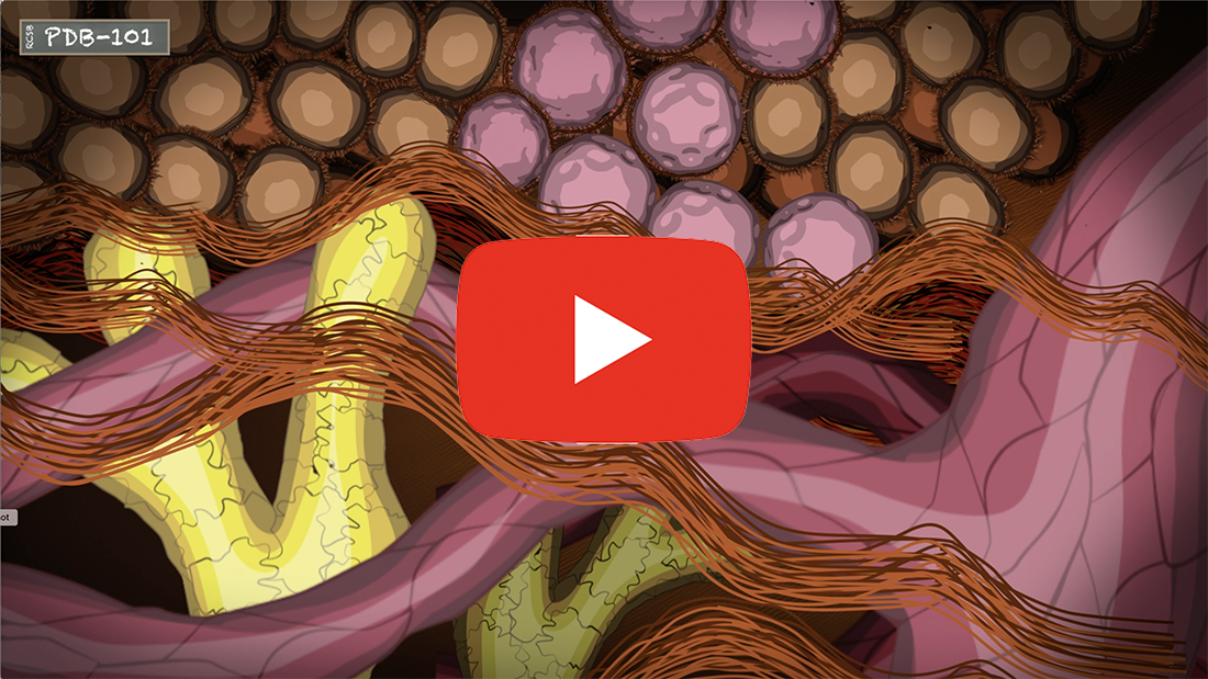 Screenshot from the Immunology and Cancer PDB-101 Video