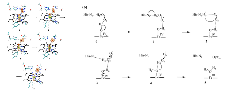 3D and line diagrams illustrating the reaction catalyzed by catalase.