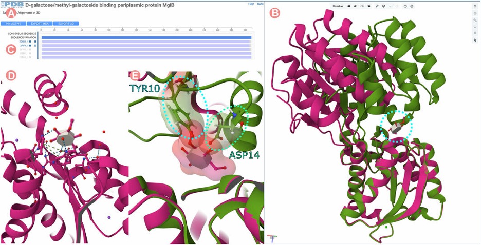 Sequence Alignments in 3D tool for the D-galactose/methyl-galactoside binding periplasmic protein (GGBP)