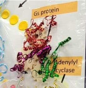 Gs heterotrimeric protein