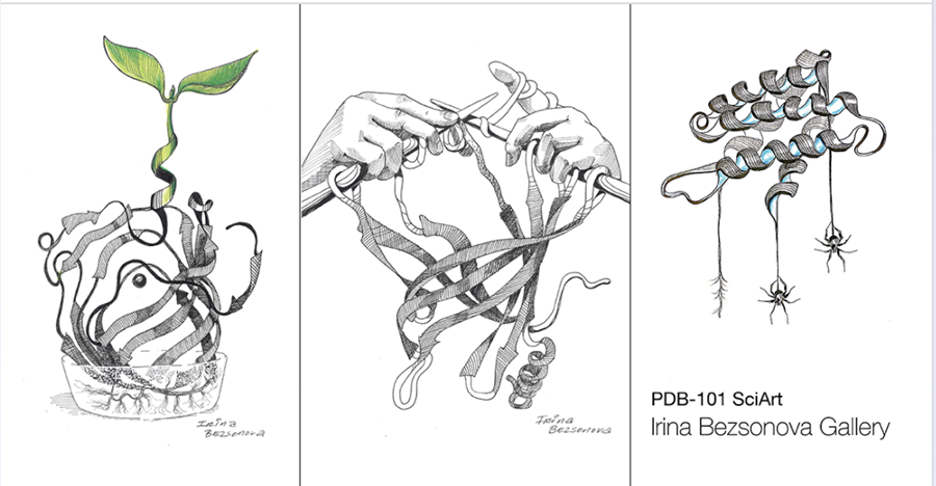 Images from the Besonova Gallery on PDB-101