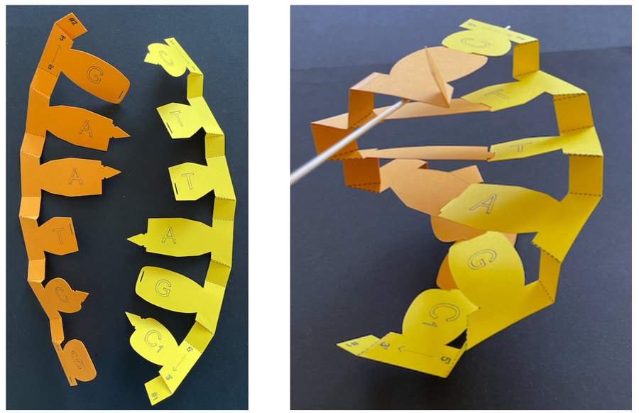 Paper DNA model before and after assembly