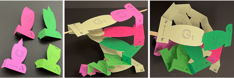 Individual nucleotides for more advanced demonstrations