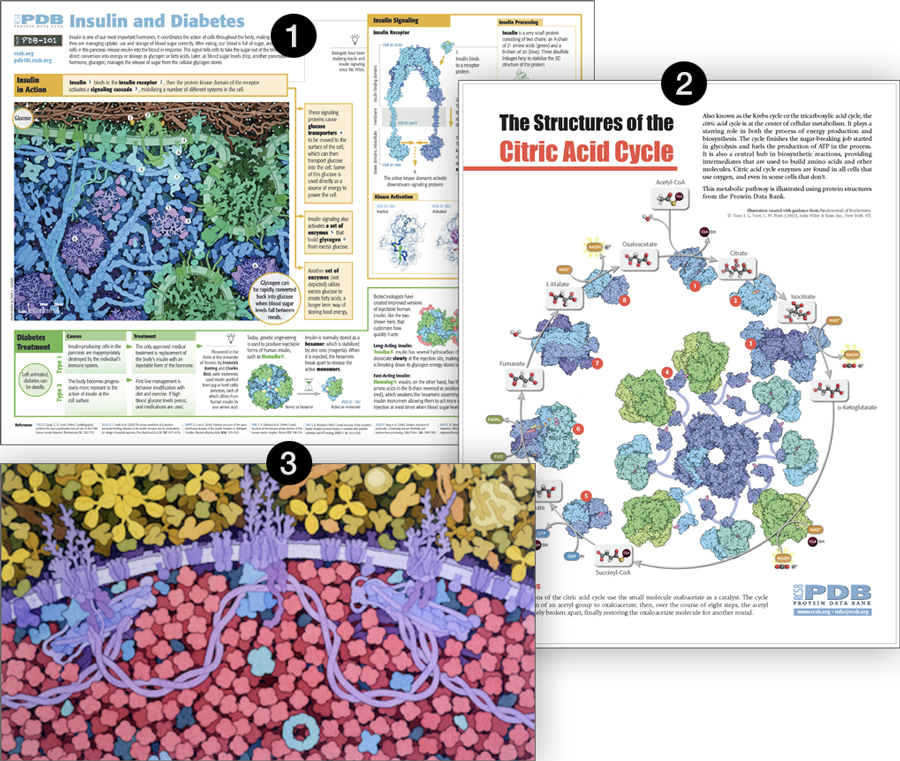 Example PDB-101 resources for the Peak Performance Health Focus