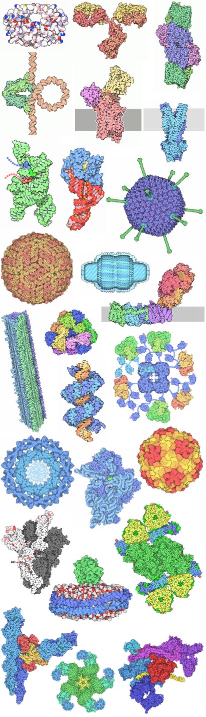 Individual nucleotides for more advanced demonstrations