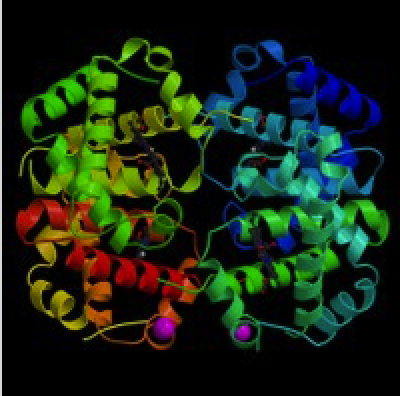 hemoglobin_2008