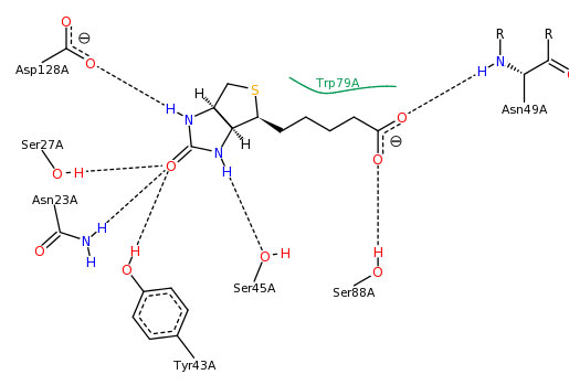 PoseView for Biotin bound to Streptavidin